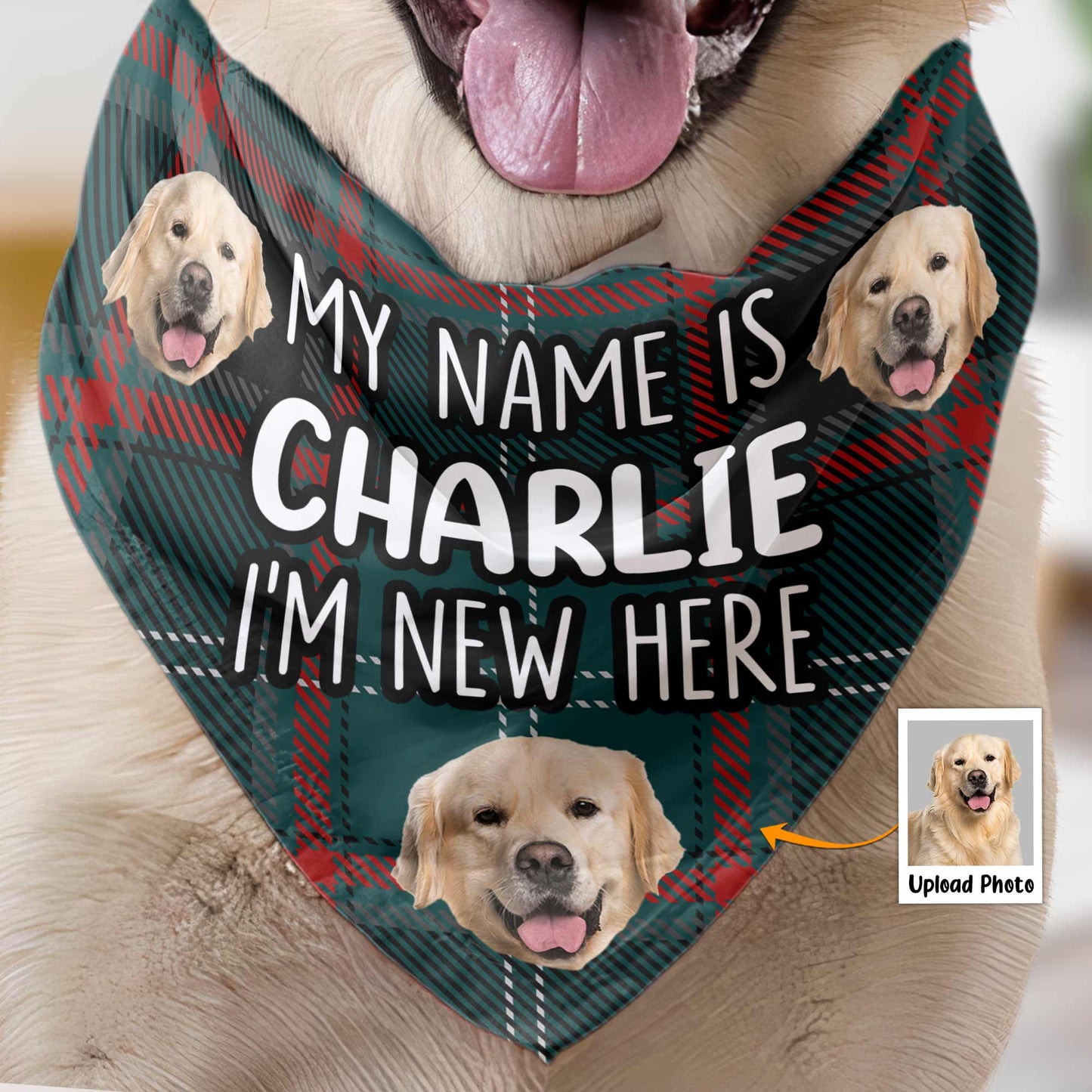 I'm New Here - Personalized Photo Dog Bandana Collar