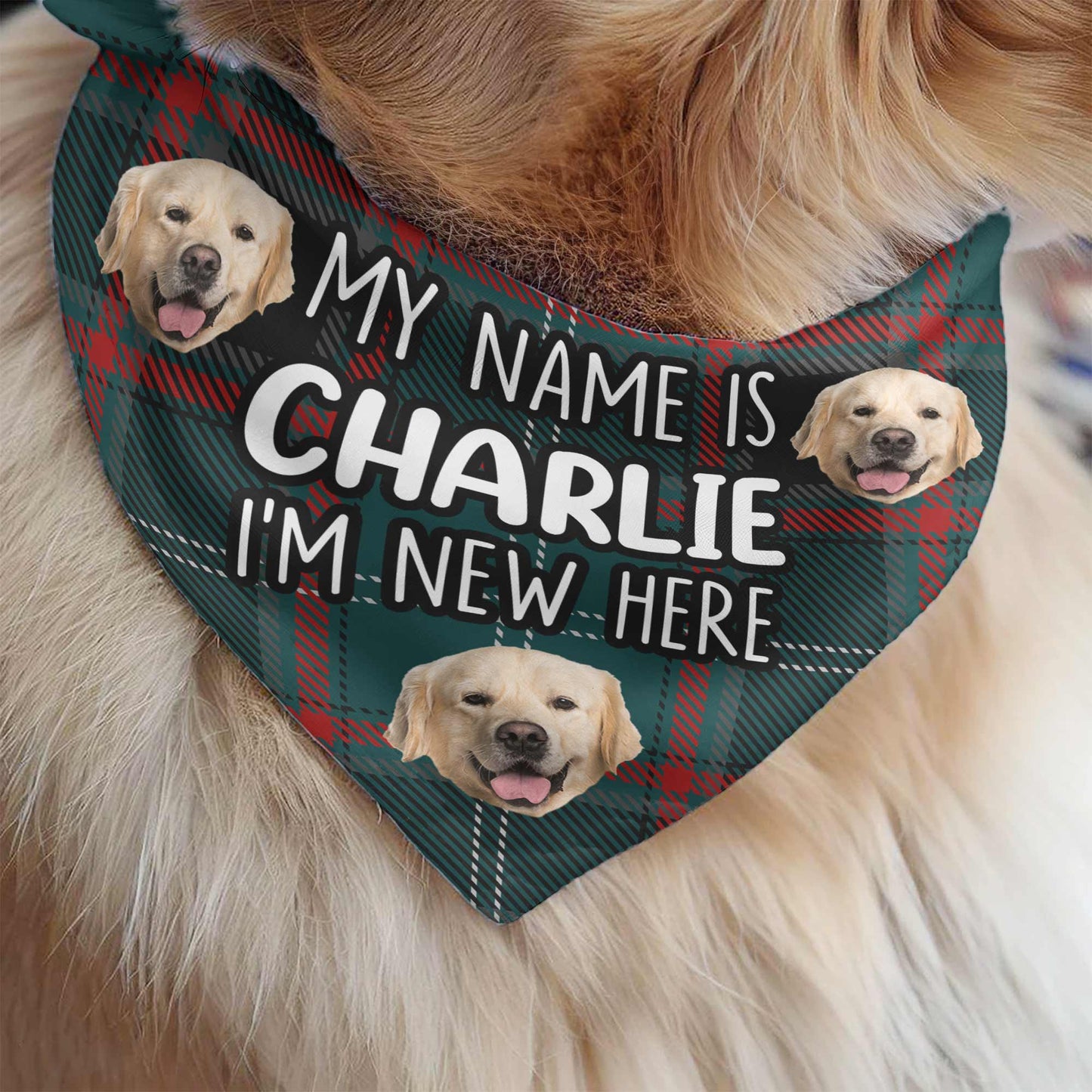 I'm New Here - Personalized Photo Dog Bandana Collar